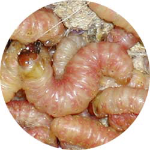 25 Butter Worms